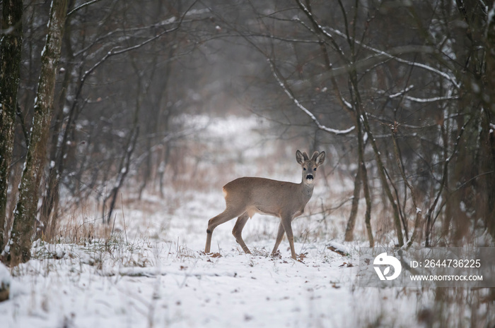 Roe deer in the snow and cold wheater