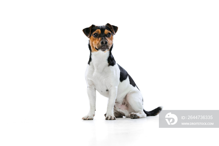 Adorable puppy, Jack Russell Terrier dog isolated on white studio background. Concept of motion, pets love, animal life.