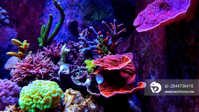 Saltwater dream coral reef aquarium tank scene