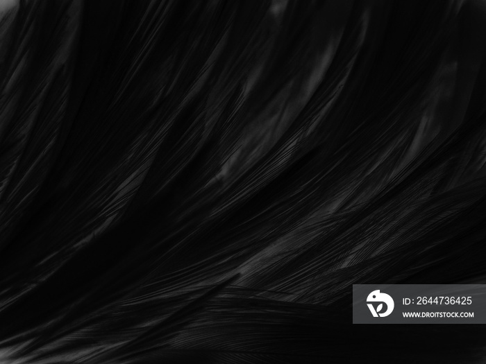 Beautiful abstract black feathers on dark background, gray feather texture on black background, white feather background