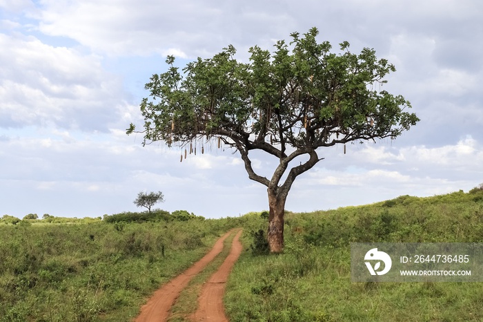 A beautiful sausage tree Kigelia africana in the savannah of Kenya in Africa.