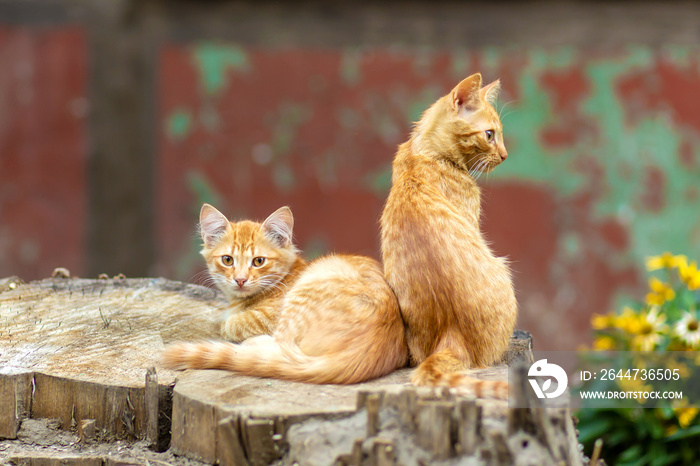 Wild ginger kittens are resting in a tree garden