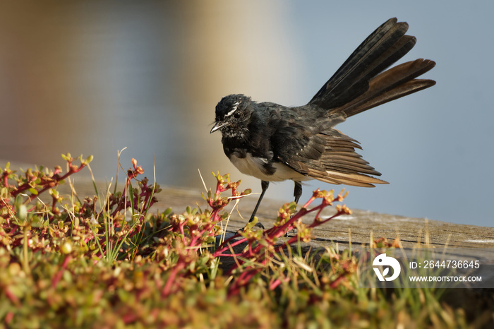 Willie-wagtail - Rhipidura leucophrys - black and white young australian bird, Australia, Tasmania