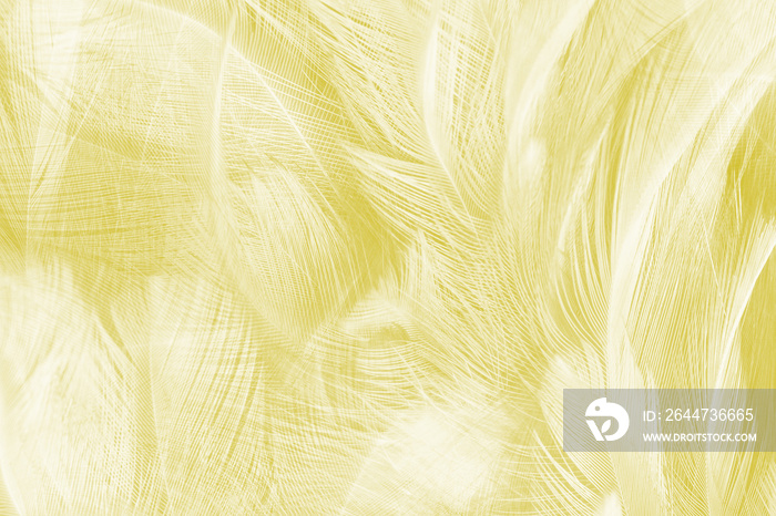 Beautiful vibrant yellow bird,chicken feather texture background