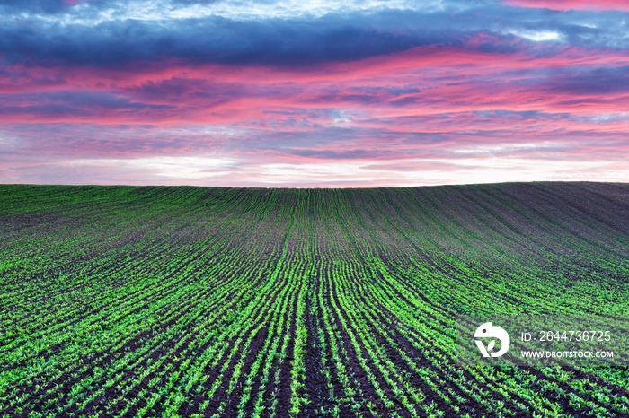 Abstract rural landscape with agricultural field and purple sunset sky. South Moravia region, Czech Republic