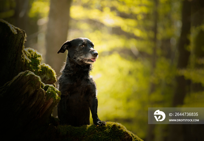 An older dog walking through the woods in spring weather. She likes to exhibit as a model.