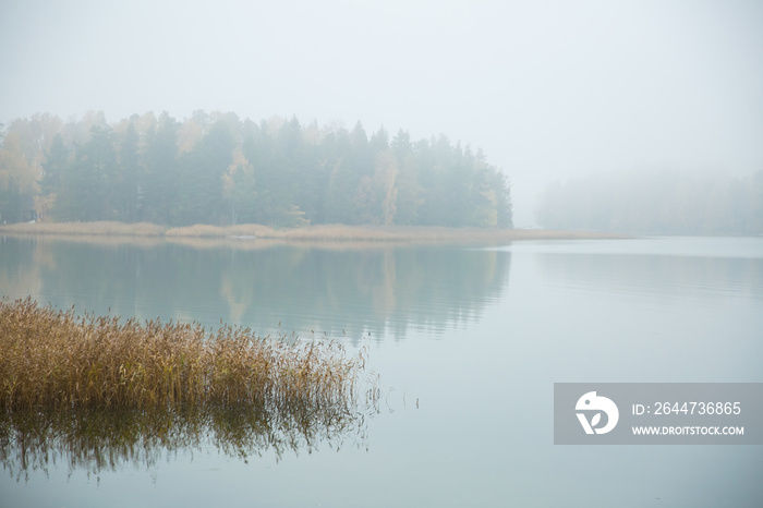 Serene Scandinavian fall landscape of Southern Finland, Espoo in foggy day. Colorful autumn forest reflecting in calm sea water. Fallen leaves on water surface and misty sea. Serene Scandinavian fall