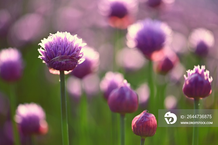 Beautiful flowering purple plant - chives. Natural colorful background in sunny and summer day.(Allium schoenoprasum)