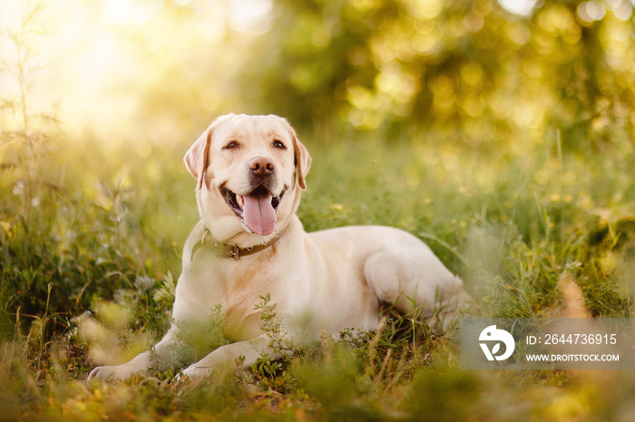 Active, smile and happy purebred labrador retriever dog outdoors in grass park on sunny summer day.