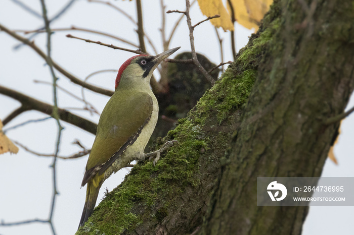 green woodpecker on a tree, picus viridis