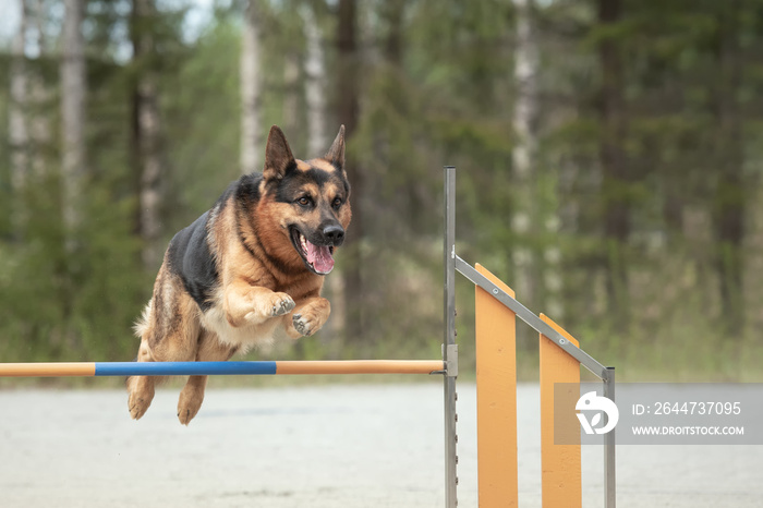 German Shepherd jumps over an agility hurdle on a dog agility course