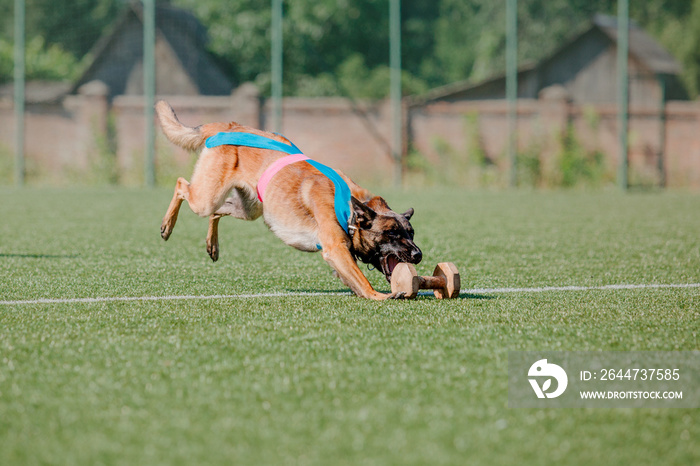 Working malinois dog. Belgian shepherd dog. Police, guard dog