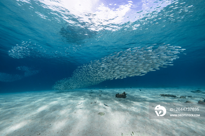 Seascape with Bait Ball, School of Fish, Mackerel fish in the coral reef of the Caribbean Sea, Curacao