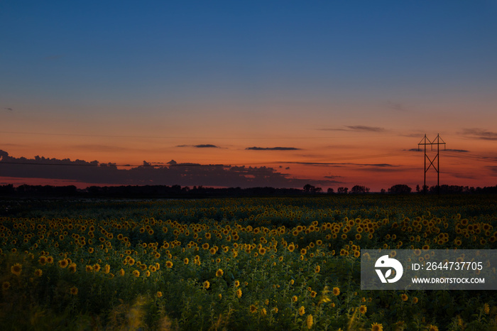 Sunflower Sky