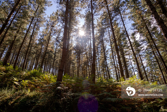 Forest of Monterey pine, Pinus radiata, in the Biosphere Reserve of Urdaibai, Cortezubi, Spain