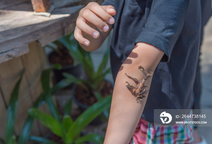 asian boy have leaf insect on his hand.