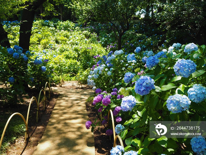 the beautiful Hydrangea garden   in japan