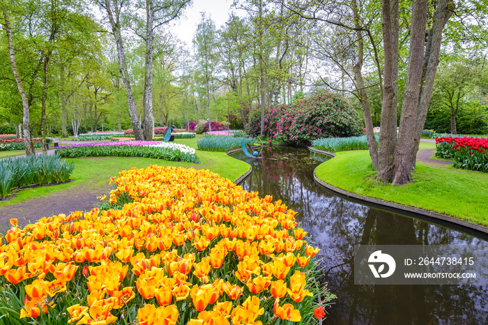 Spring tulip field in garden, Amsterdam, Netherlands