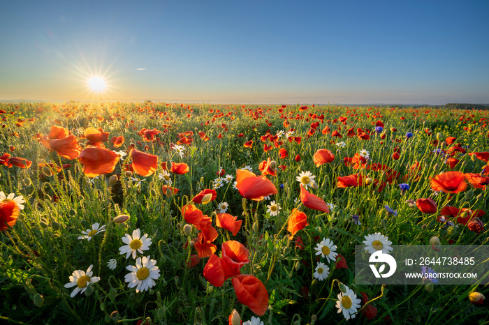 Summer morning over field of wild flowers