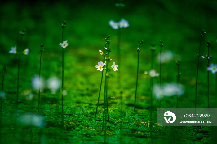 Beautiful water violet flowers blooming in the overgrowth pond. White flowers in wet areas in the summer in Northern Europe.