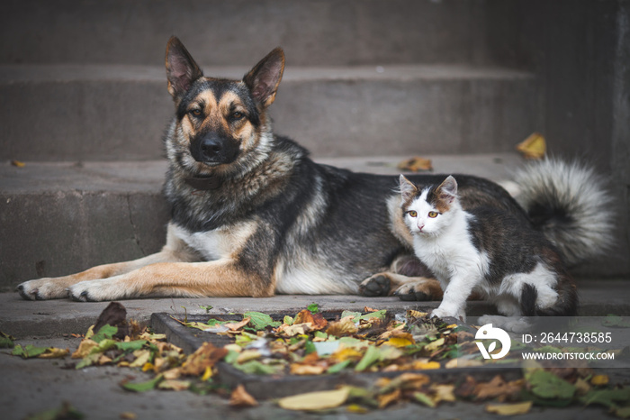 beautiful photo Friendship dog and cat