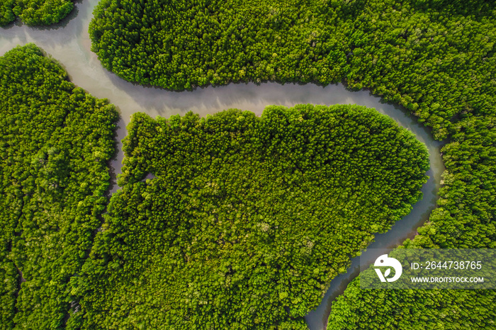 Aerial view green mangrove tropical forest swamp line to sea