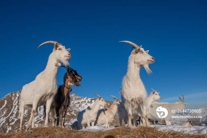 goats in the mountainous and Kashmir