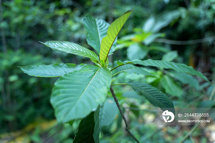 Mitragyna speciosa Korth (Kratom) is drug from plant.