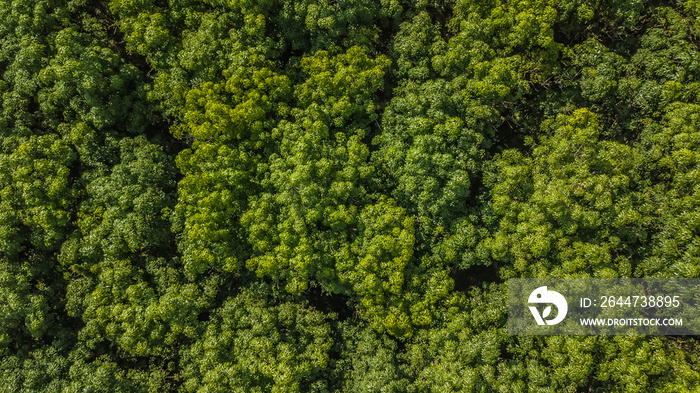 Aerial view Rubber tree forest, Top view of rubber tree and rubber leaf plantation.