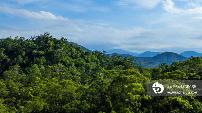 Beautiful mountain forest scenery in Taiwan. Elevated view of nature landscape.