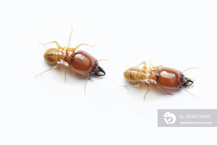 Termite and Termite mound on white background in Thailand and Southeast Asia.