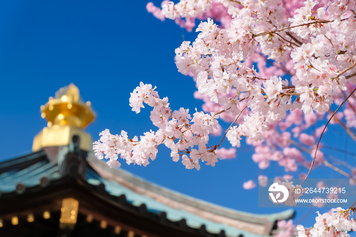 蕨市 三学院 桜と舎利殿