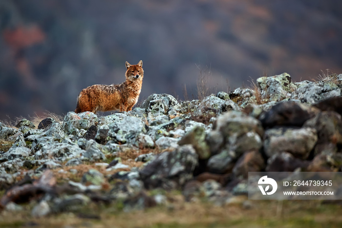 Golden jackal, Canis aureus, in mountains. Wildlife scene from Bulgaria. Wild animal.