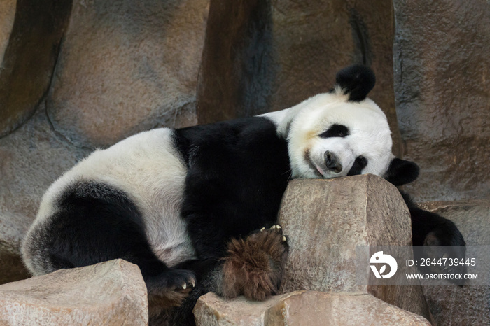 Image of a panda is sleeping on the rocks. Wild Animals.