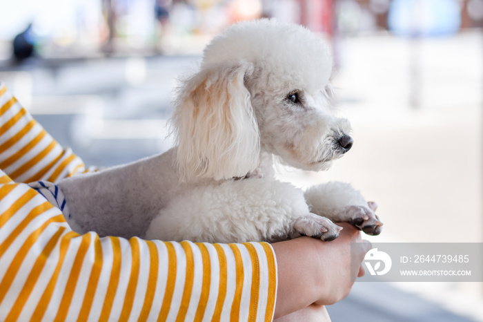 White toy poodle