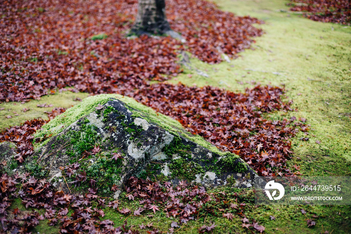 Fallen leaves in Kinkakuji (Golden Pavilion), Kyoto, Japan