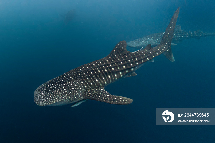 Whale Shark close encounter in west papua cenderawasih bay