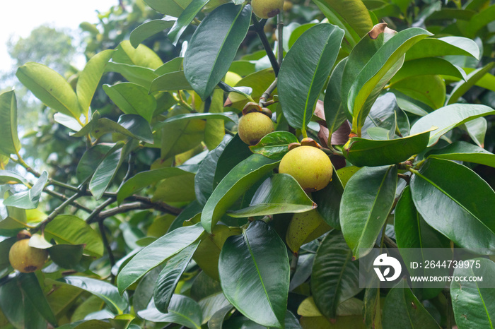 closeup of mangosteen on the tree at Thailand