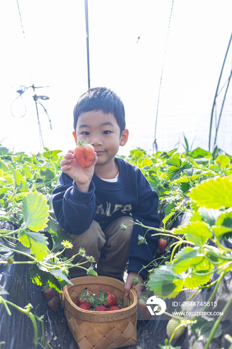 一个小男孩在采摘园采草莓
