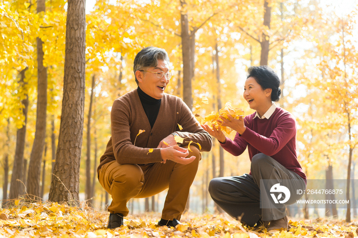 在银杏林散步的老年夫妻