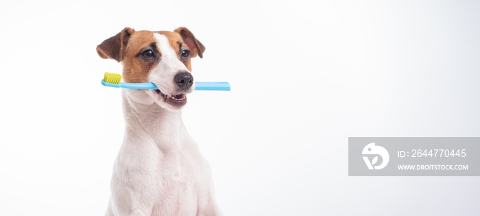 Smart dog jack russell terrier holds a blue toothbrush in his mouth on a white background. Oral hygiene of pets