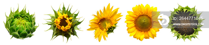 Collection of sunflower flowers in different stages of growth