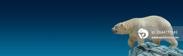 Banner with big polar bear standing and calling at iceberg chunk in gradient deep blue polar sky background with copy space, closeup, details.