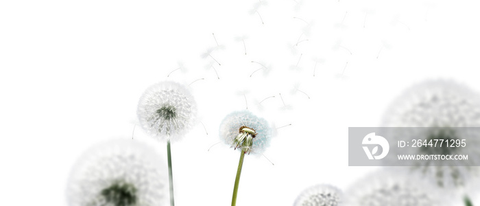 Schöne Pusteblumen freigestellt