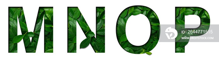 Font leafs M,N,O,P made of Real alive leafs with Precious paper cut shape. Leafs fonts collection set.