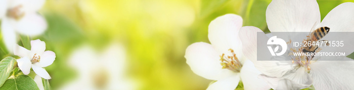 Bee collects nectar (pollen) from the flowers of a flowering quince (Cydonia oblonga) on a green and yellow blurred background of nature, a banner for the site