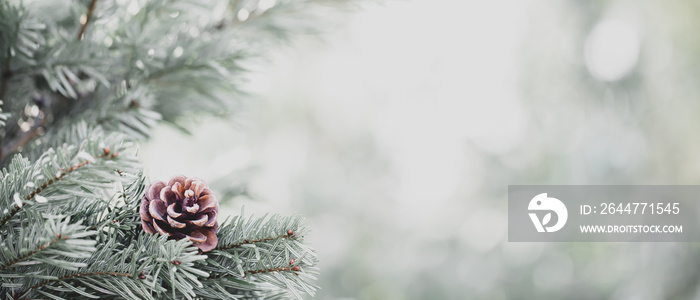 Pine tree with morning on the twig leaves.  cone at the end of branches, abstract nature background.  Copy space.