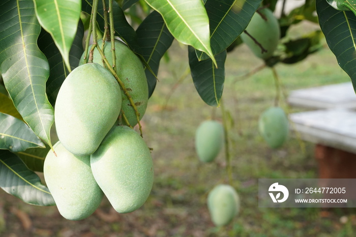 Closeup of green mango hanging,mango field,mango home. Agricultural industry concept.