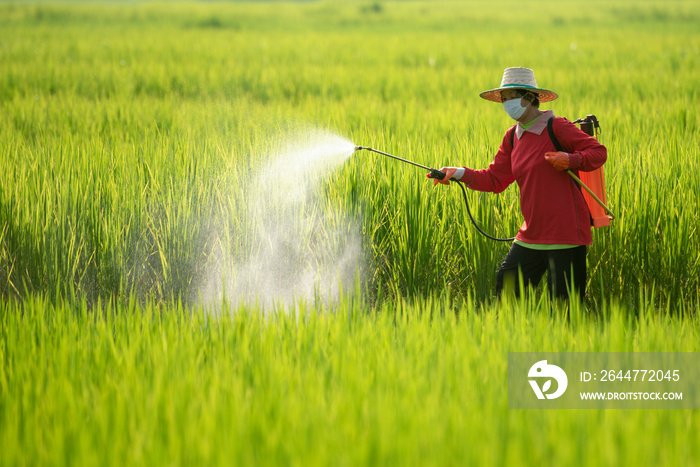 A women farmer spraying pesticide on rice green field