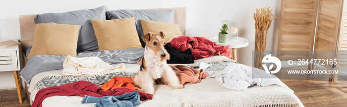 wirehaired fox terrier lying on messy bed around clothes, banner.